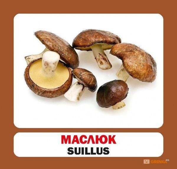 Книга «Навчальний посібник. Гриби . англ-укр»