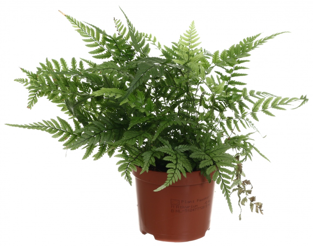 Растение Атириум микс (нефролепис) d8/h20