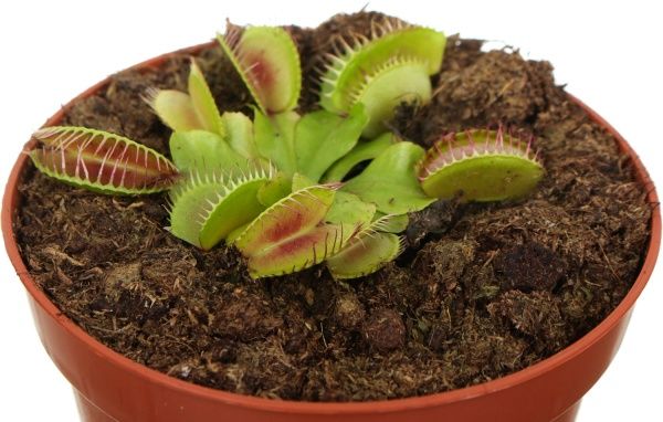 Рослина Діонея muscipula 9х10 см