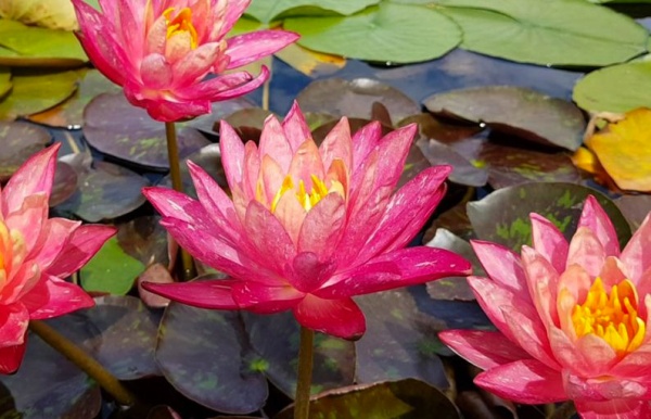 Растение Нимфея Perry's Orange Sunset ведро 10 л