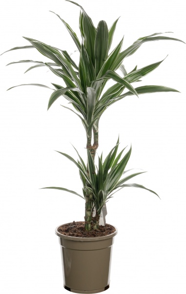 Рослина драцена лемон лайм 2 стовбури 17/65