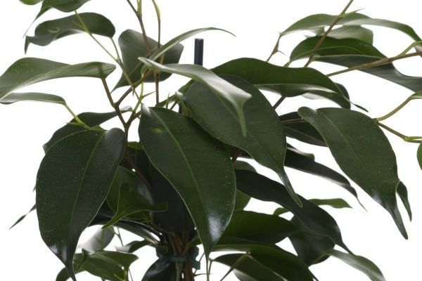 Растение комнатное Фикус Бенжамина микс 14х55