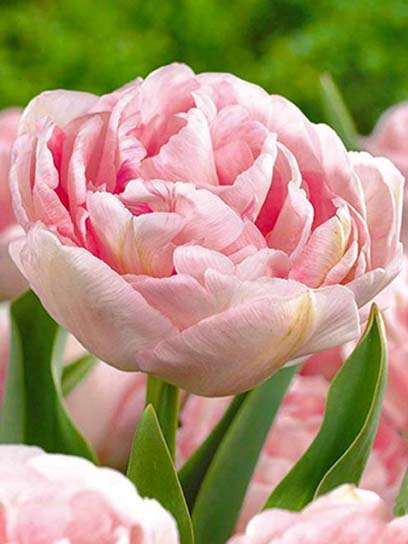 Луковица тюльпана махрового позднего Анжелика 3 шт. 