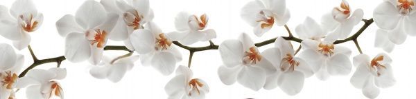 Наклейка на кухонный фартук Zatarga Орхидея 02 Z180116 65x250 см