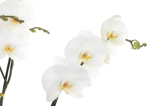  Фаленопсіс 100/15 (2 гілки)