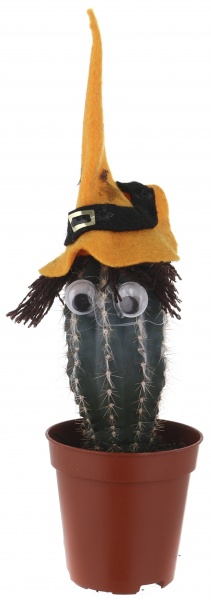 Растение Кактус в хелоуин шляпе 6/8