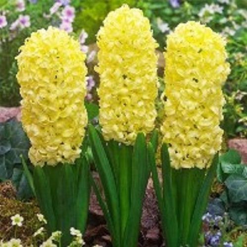 Луковица Гиацинт восточный Сити оф Харлем 3 шт. 