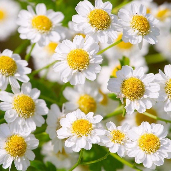 Насіння Професійне насіння ромашка лікарська 0,5 г (4823058203652)