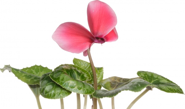 Растение цикламен d12