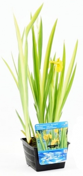 Растение комнатное Ирис 2 цвета (2 сорт) 9х12,5 см