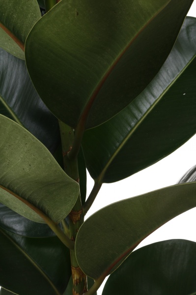 Рослина кімнатна Фікус 21/100 Робуста