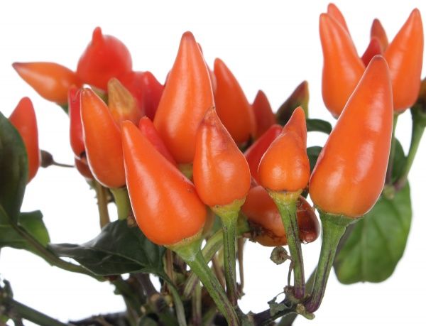 Растение комнатное Капсикум мікс 10x15 см