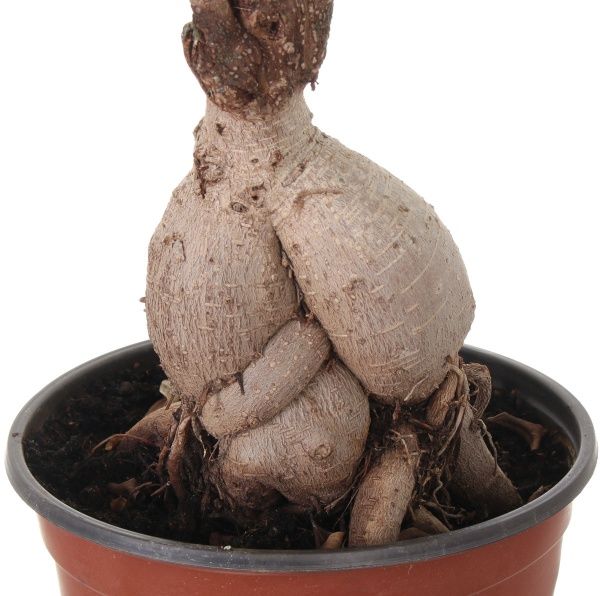 Растение Бонсай 23х55 см