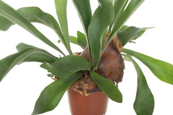 Растение комнатное Платицериум 12x30 см