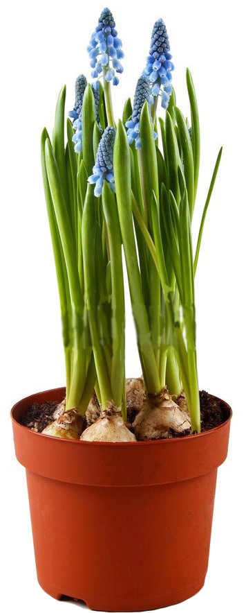 Рослина Мускарі 9/15