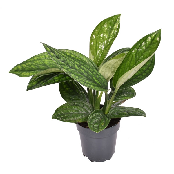 Растение Эпипремнум 12х15 Marble Planet