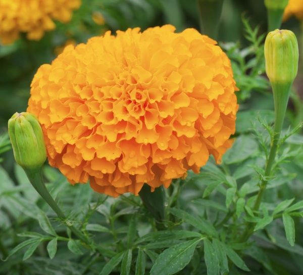 Семена Професійне насіння бархатцы Эквинокс оранжевые 0,5 г (4823058202761)