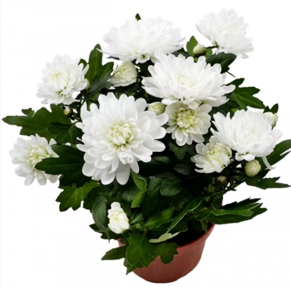 Растение Хризантема микс 9/20