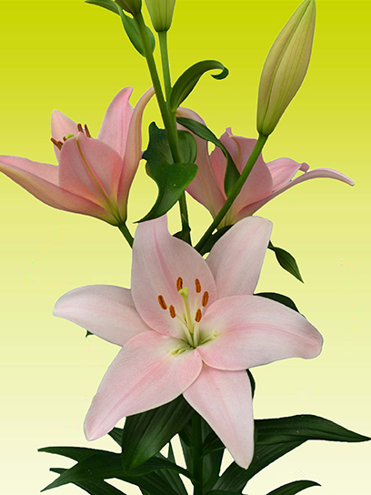 Луковица VWS EXPORT – IMPORT OF FLOWERBULBS B.V. лилии ЛА Пигале 1 шт.