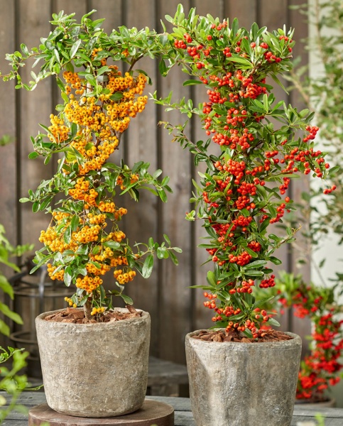 Растение Пироканта микс d17/h70