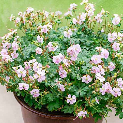 Растение Герань кембриджская Biokovo С3