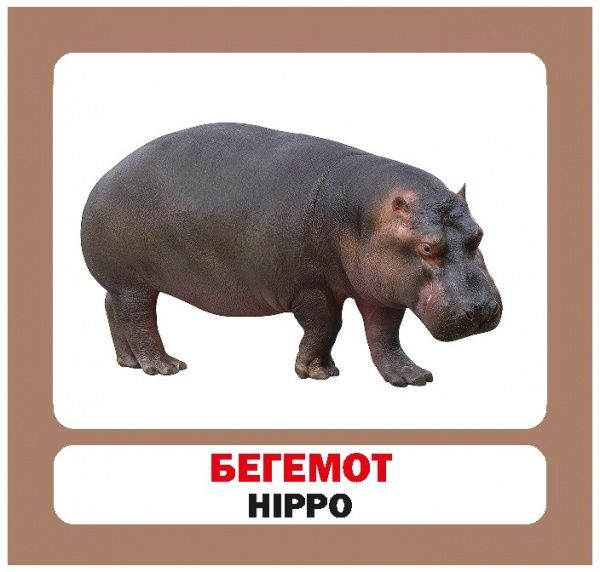 Книга «Навчальний посібник. Дикі тварини. англ-укр»