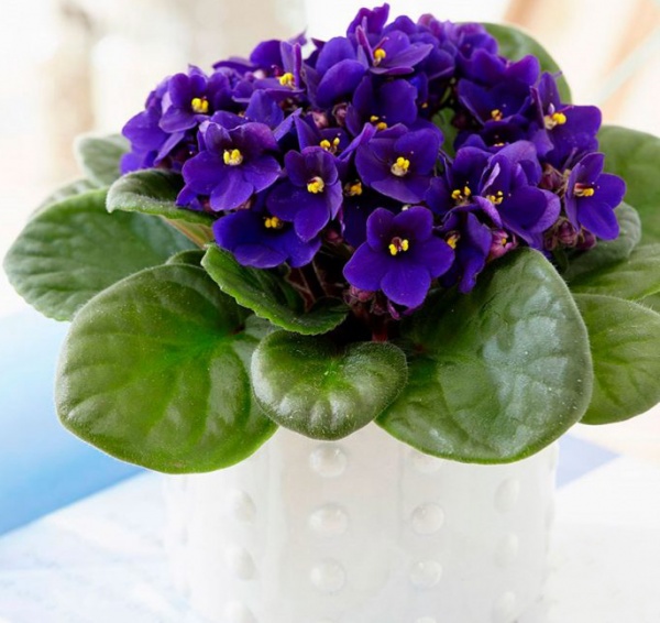 Растение Сентполия микс 12/20