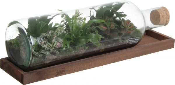 Рослина декоративна Тераріум у горизонтальній пляшці 58/25