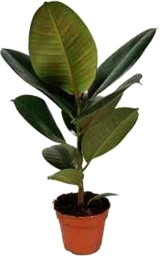 Рослина кімнатна Фікус 24/120 мікс