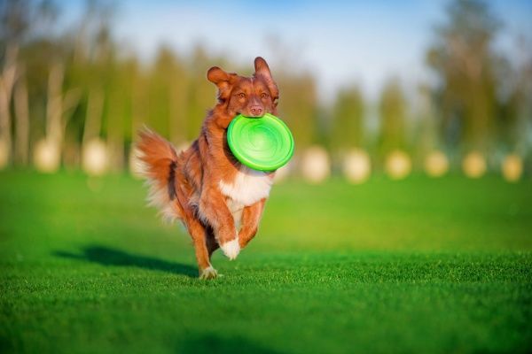 Летающая тарелка Flaber 22 см салатовая