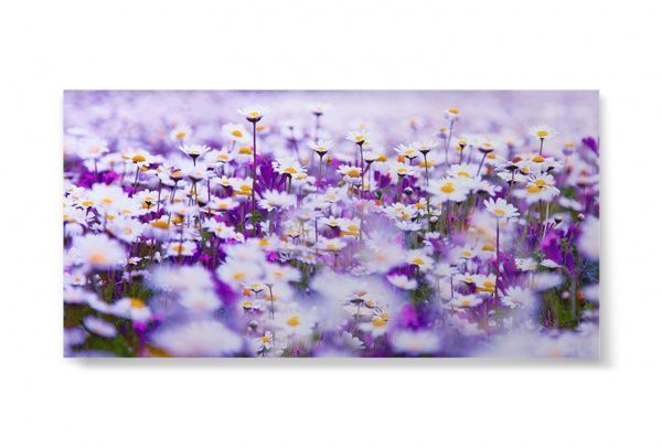 Репродукция Поле ромашек. Daisies 96x48 см i_96x48_00058 