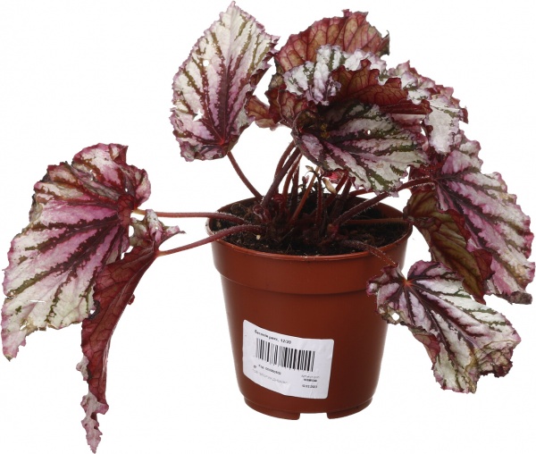 Рослина кімнатна Бегонія рекс 12/20