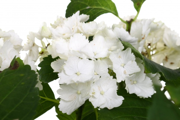 Рослина кімнатна Гортензія 13х40 см