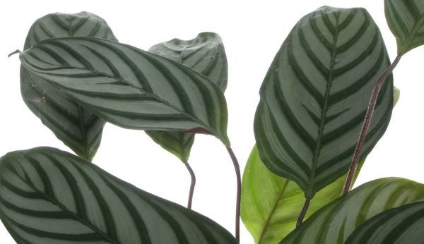 Растение Калатея микс 17/60