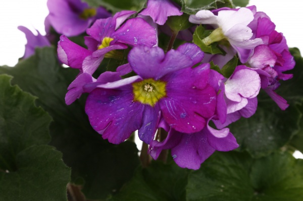 Растение Примула 13/45