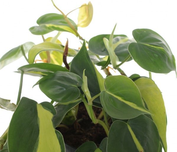 Рослина Філлодендрон 12/25 бразіл