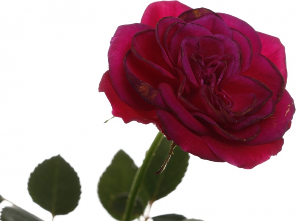 Рослина кімнатна Троянда Парад мікс 10/25