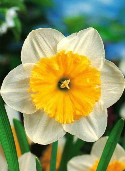 Луковица Яскрава Ice Follies 2 шт. 