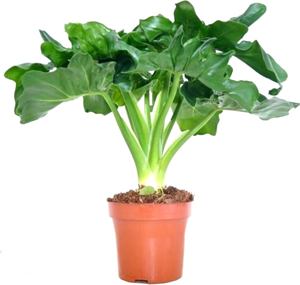 Рослина Філодендрон Atom 12/30