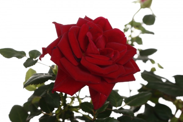 Рослина кімнатна Троянда Парад мікс 10/25