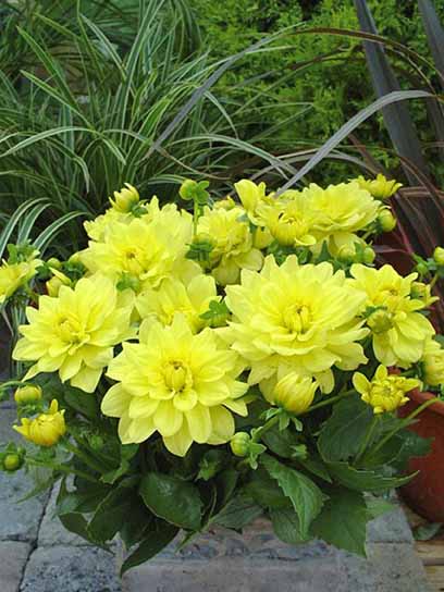 Коренебульба жоржини Геллері Сезан 1 шт. 