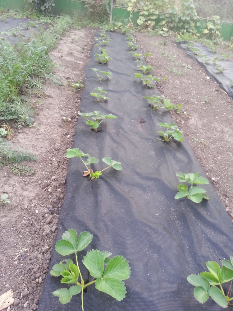 Агроволокно 50 г\м² для защиты от сорняков, черное