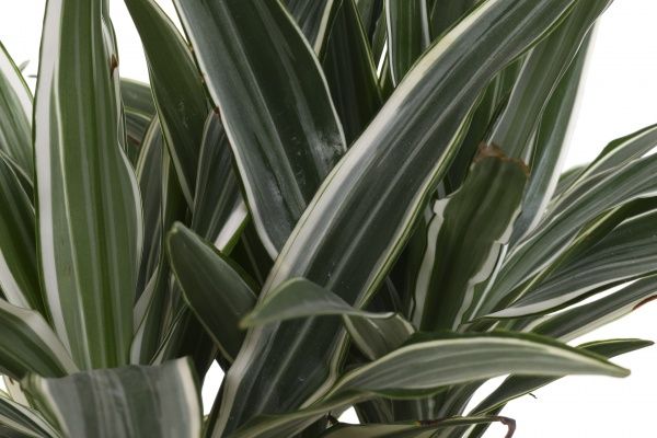 Растение комнатное Драцена Варнецки