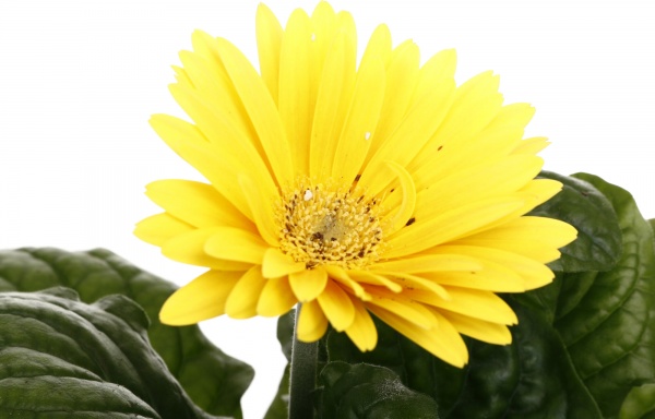 Растение комнатное Гербера микс 12/25