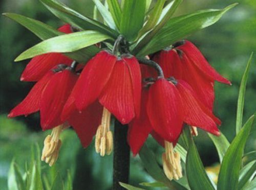 Луковица Яскрава Фритилария (Царськая Корона) Rubra 1 шт. 