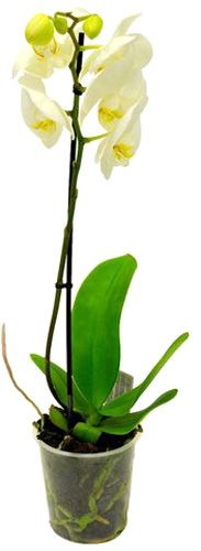 Растение Фаленопсис 1 ствол d12 h40 + A2