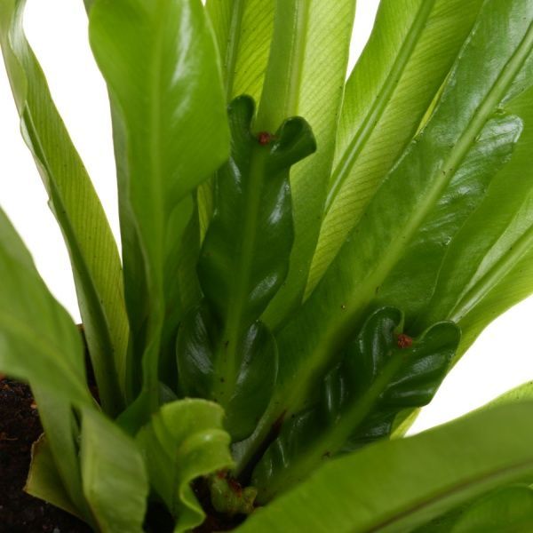 Рослина кімнатна Аспленіум 12x35 см