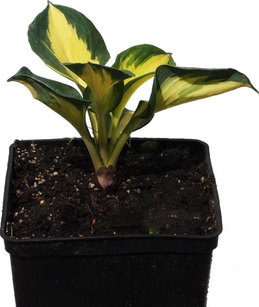 Растение Хоста Thunderbolt