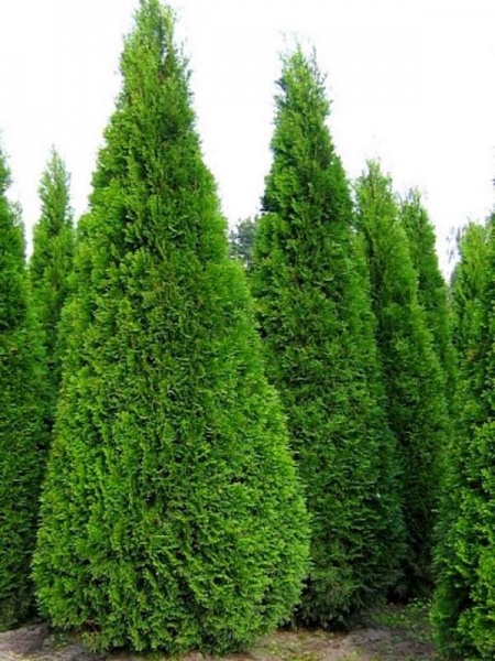 Растение Туя западная Smaragd (V20-F23 h90-100 WRB)