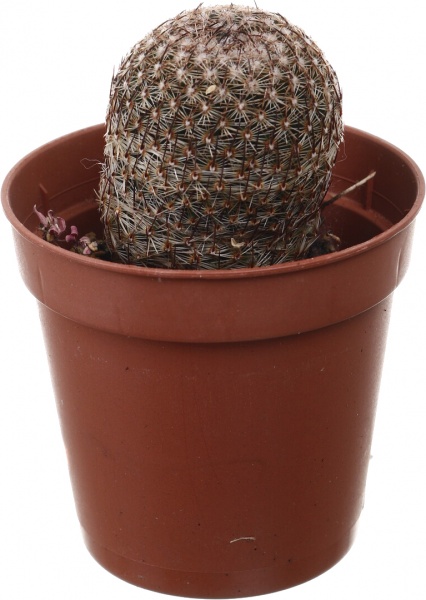 Рослина кімнатна Кактус мікс 5х10 см